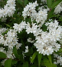 卯の花