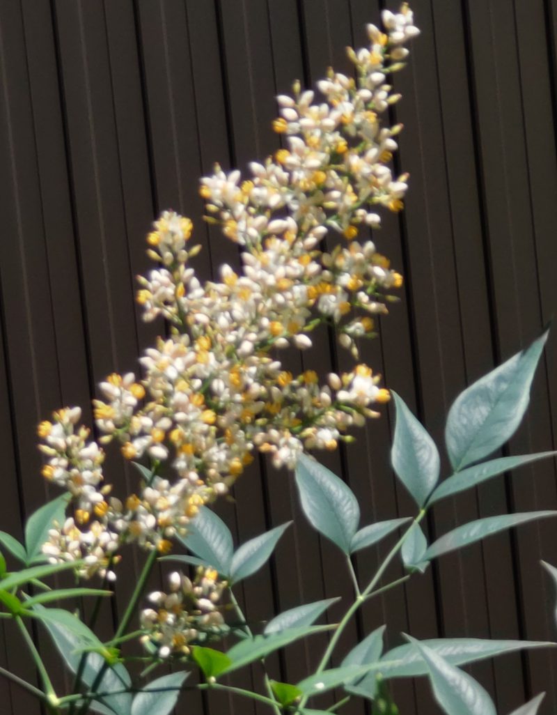 南天の花